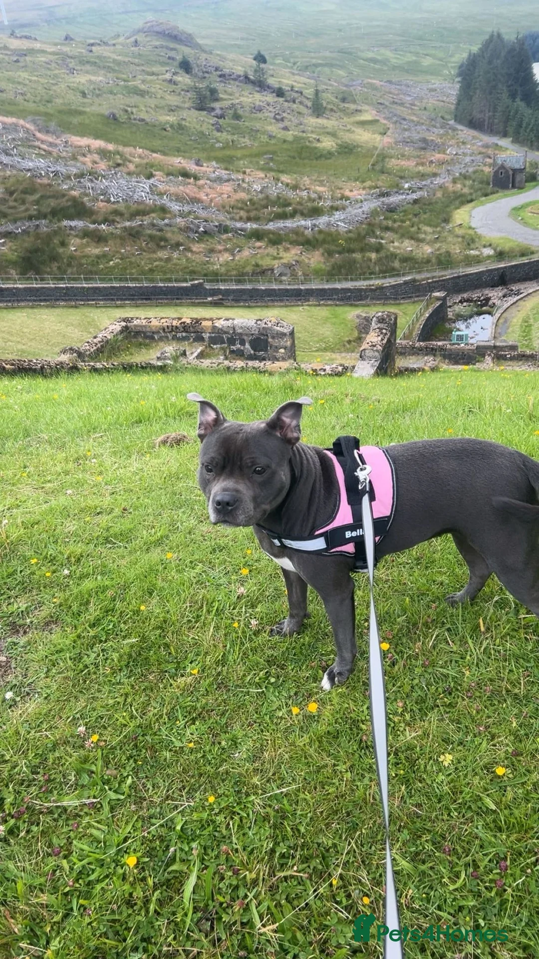 Staffordshire Bull Terrier dogs for stud: Looking for stud staff  in Mauchline - Advert 2