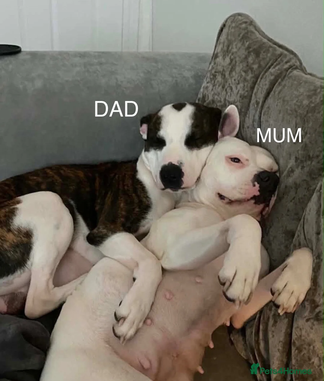 Mixed Breed dogs for sale: Puppies for sale in Sunderland - Advert 2