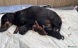 Miniature Dachshund dogs for sale: 3 Black and tan brindle boys - Advert 1