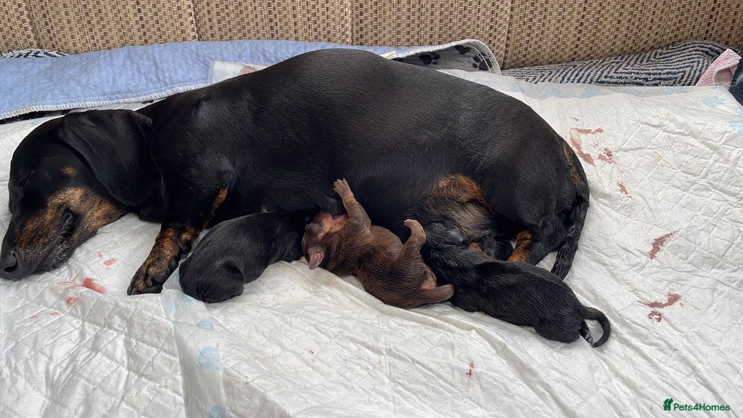 Miniature Dachshund dogs for sale: 3 Black and tan brindle boys - Advert 1