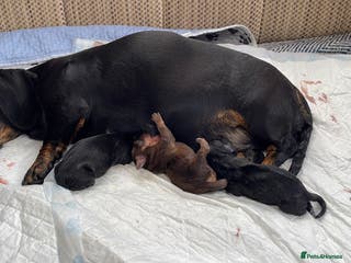 Miniature Dachshund dogs 3 Black and tan brindle boys - Advert 15