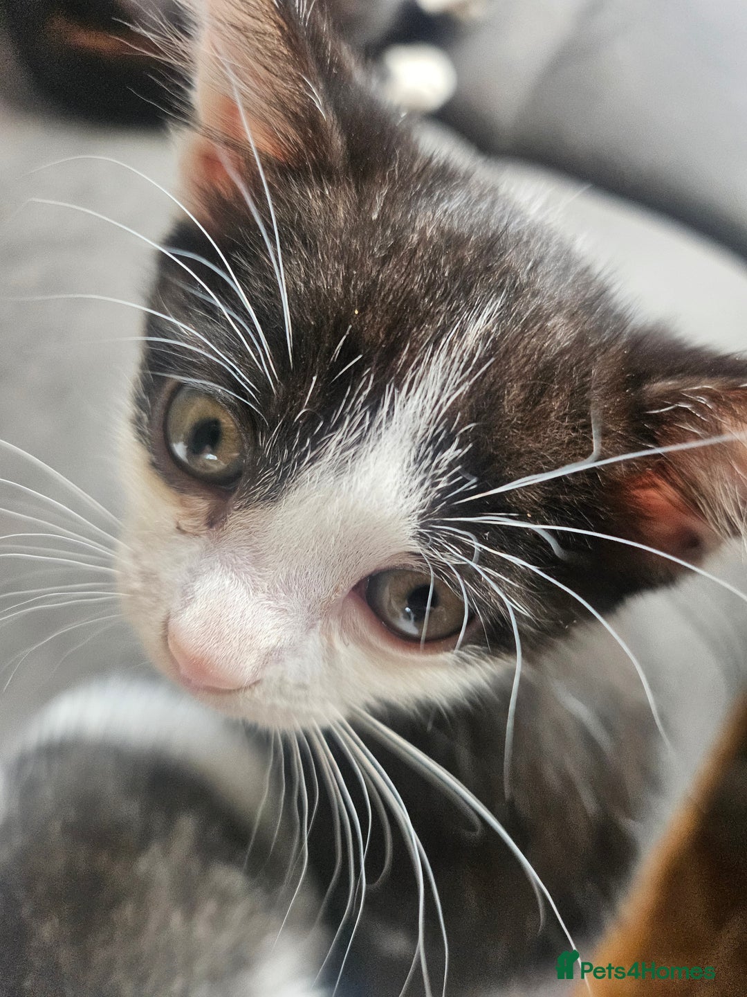 British Shorthair cats for sale: 3 kittens  - Image 5