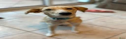 Mixed Breed dogs for adoption: Maple is ready for her forever family!  in Swindon - Advert 13