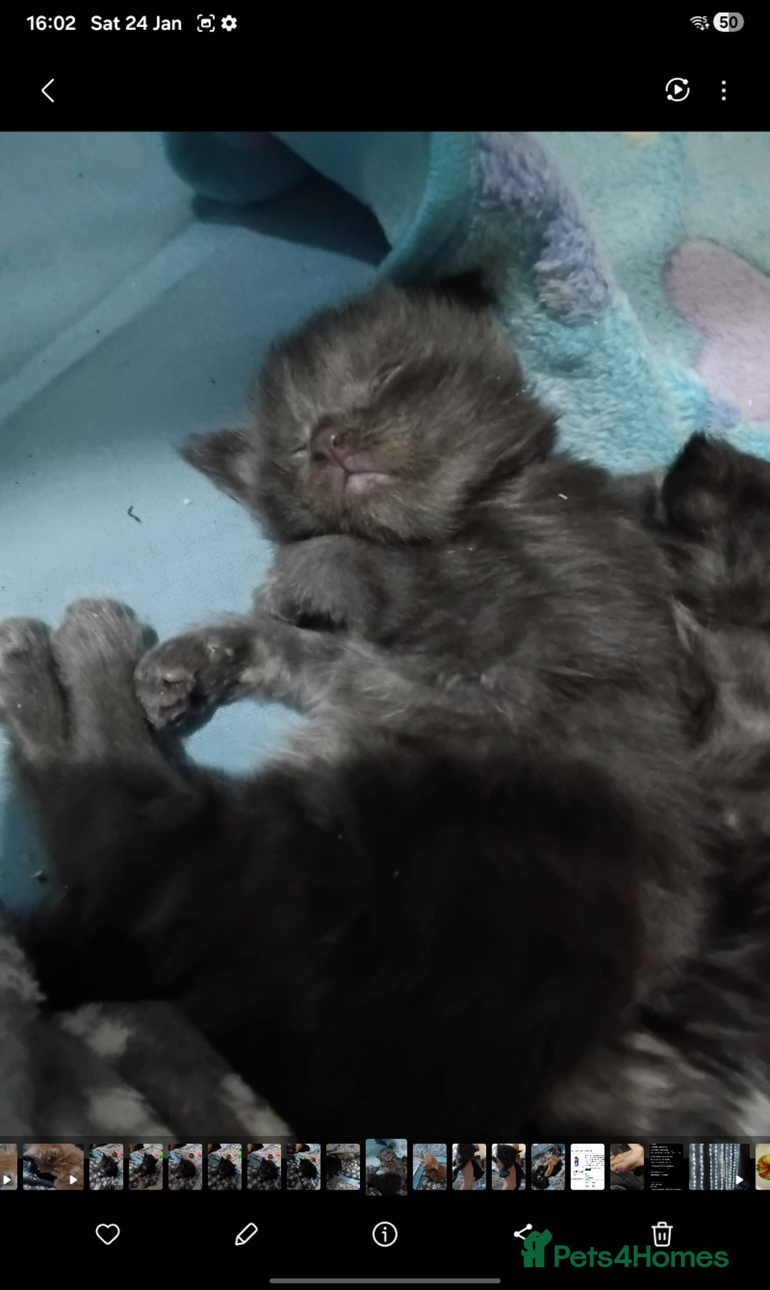 Maine Coon cats for sale: Beautiful litter of mainecoon babies😍 - Advert 3