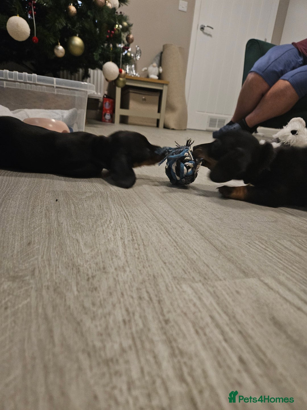 Miniature Dachshund dogs for sale: Miniature dachshund male puppies - Advert 20