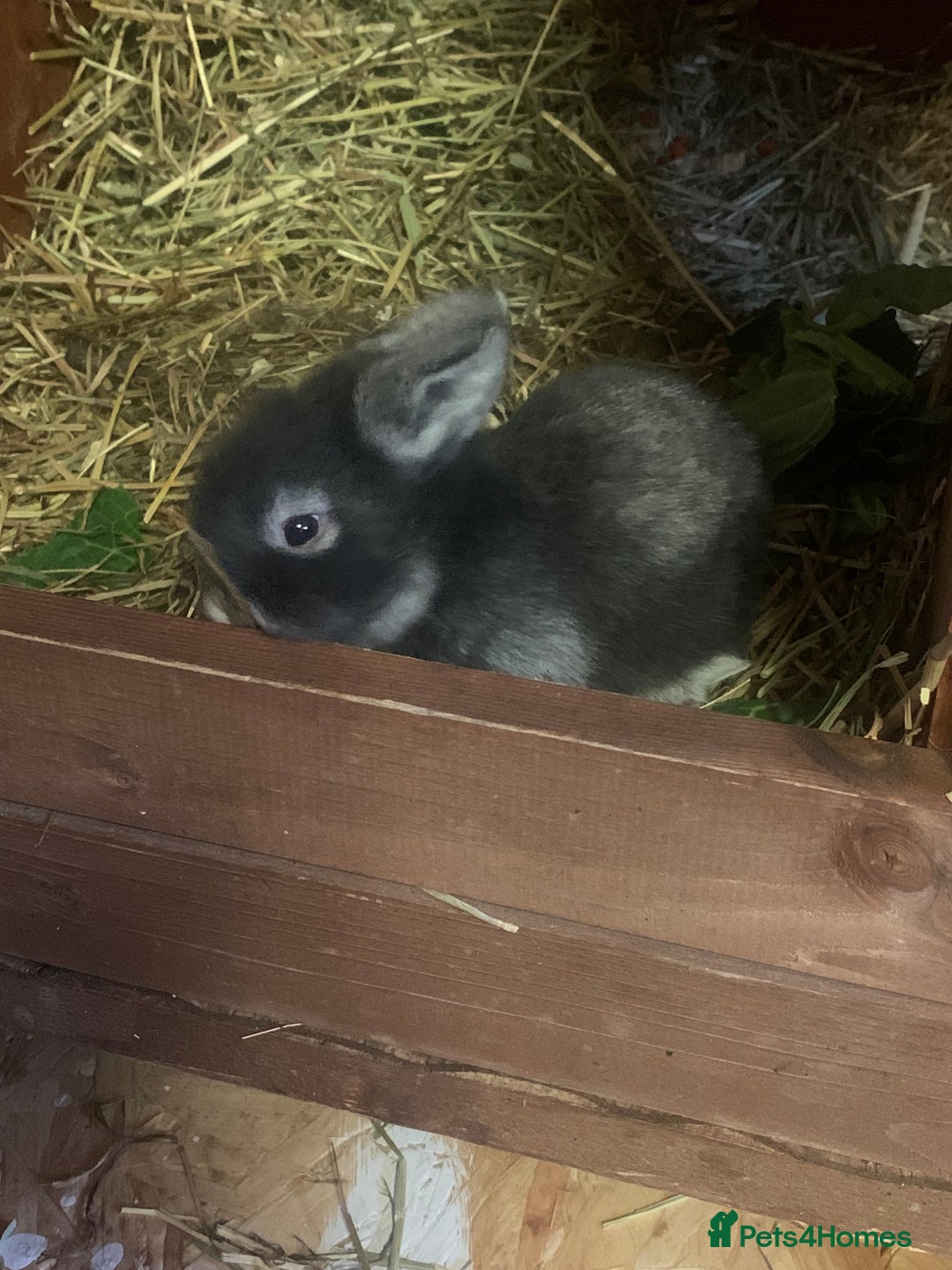 Lionhead rabbits for sale: Bouncing bunnies  - Advert 2