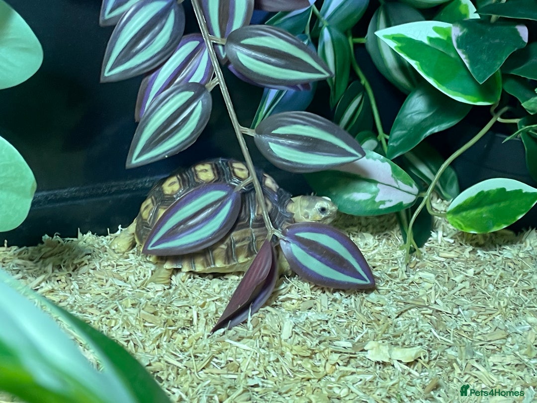 Tortoise reptiles for sale: baby sulcata tortoise  - Advert 4