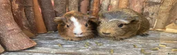 Guinea Pig rodents for sale: Abyssinian/ long-haired babies - Advert 22
