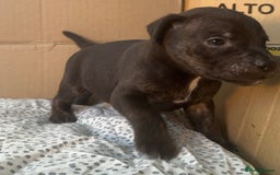 Staffordshire Bull Terrier dogs for sale: Staffy Brindle Black Boy London Staffordshire - Image 4