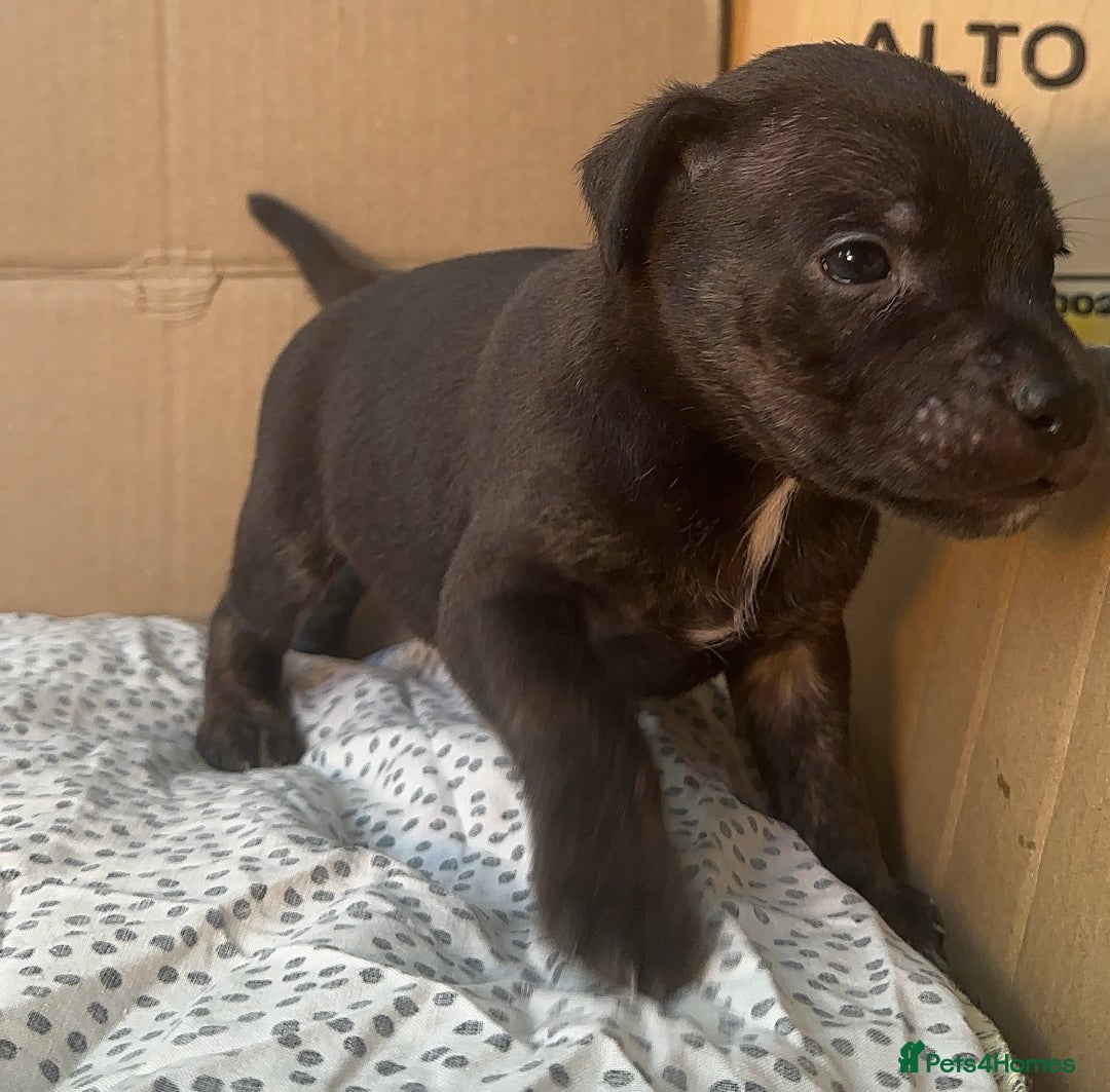 Staffordshire Bull Terrier dogs for sale: Staffy Brindle Black Boy London Staffordshire - Image 4
