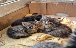 Mixed Breed cats for sale: Mixed breed kittens - Image 9