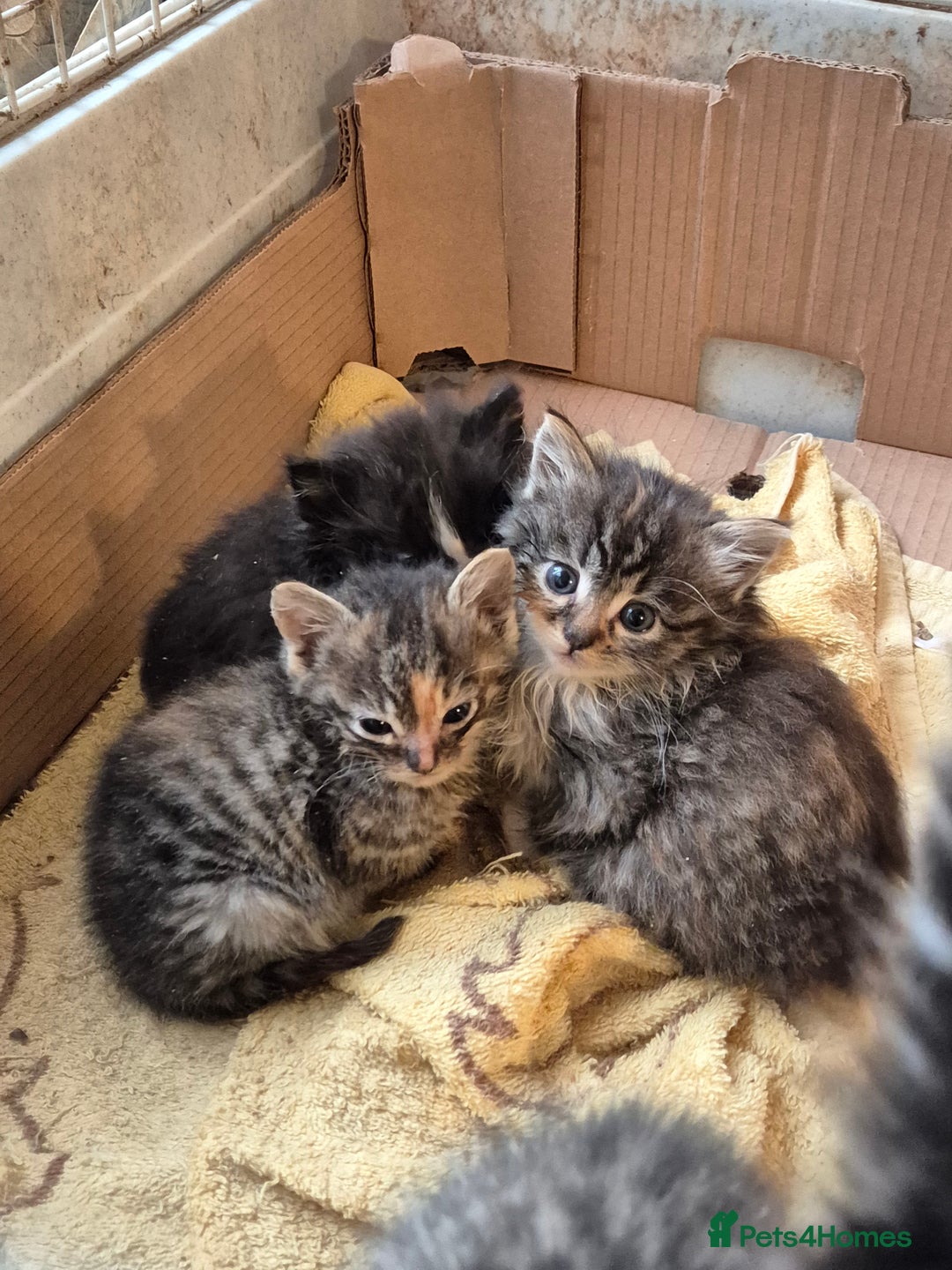 Mixed Breed cats for sale: Mixed breed kittens - Image 9