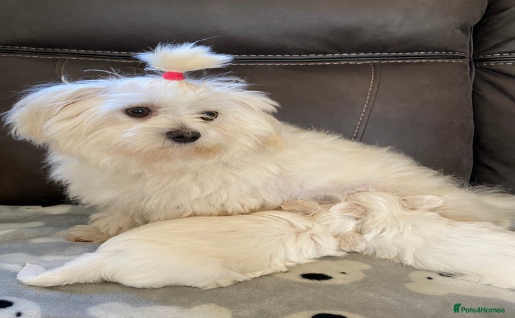 Maltese dogs - Advert 1
