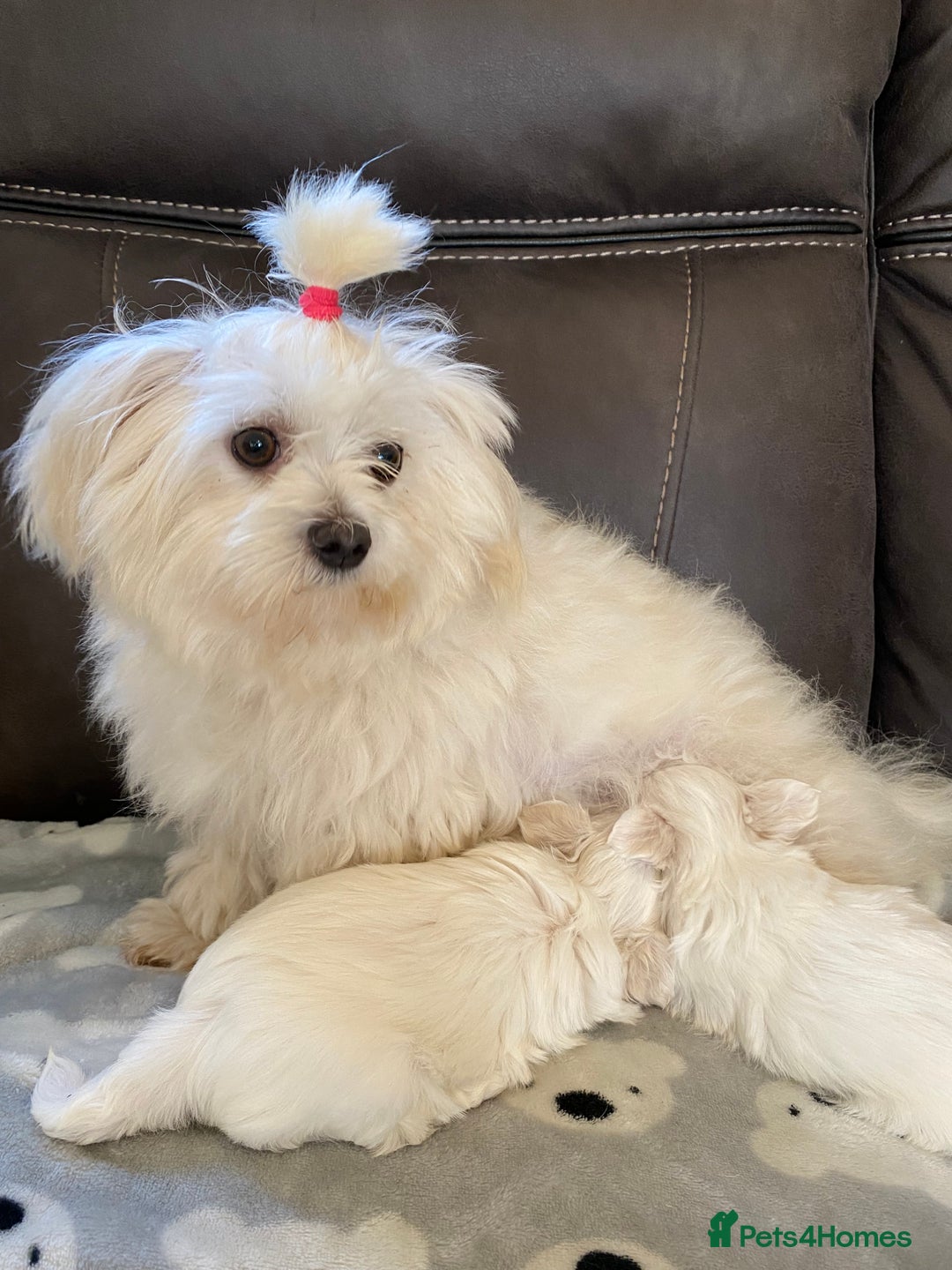 Maltese dogs for sale: Beautiful Maltese Puppies  - Image 1