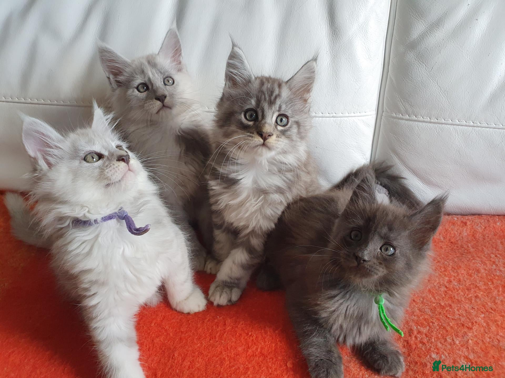 Maine Coon cats TICA REGISTERED GORGEOUS MAINE COONKITTENS - Advert 1