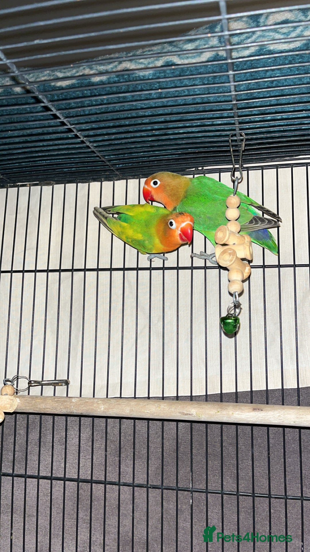 Lovebirds birds for sale: Lovebirds FOR SALE!!! - Advert 2