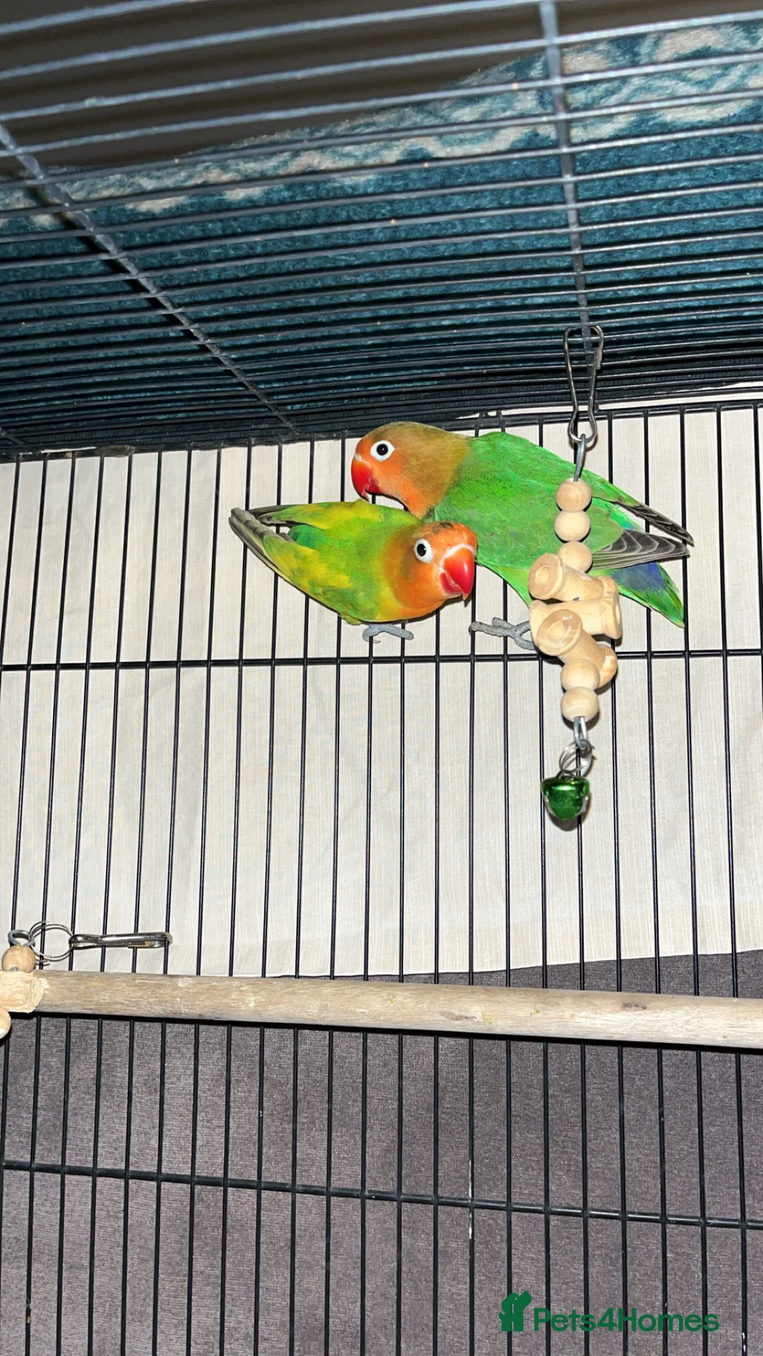 Lovebirds birds for sale: LOVEBIRDS+CAGE(open to reasonable offers) - Advert 2