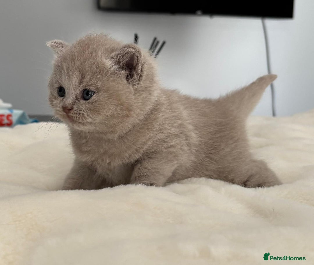 British Shorthair cats for sale: 2 LITTERS GCCF HEALTH TESTED BSH KITTENS - Image 9