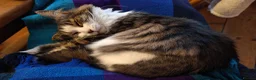 Domestic Shorthair cats for adoption: Daffodil, beautiful 3 legged girl  - Advert 2
