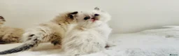Ragdoll cats for sale: Full pedigree Champion line Ragdoll kittens ❤️😻 - Advert 31