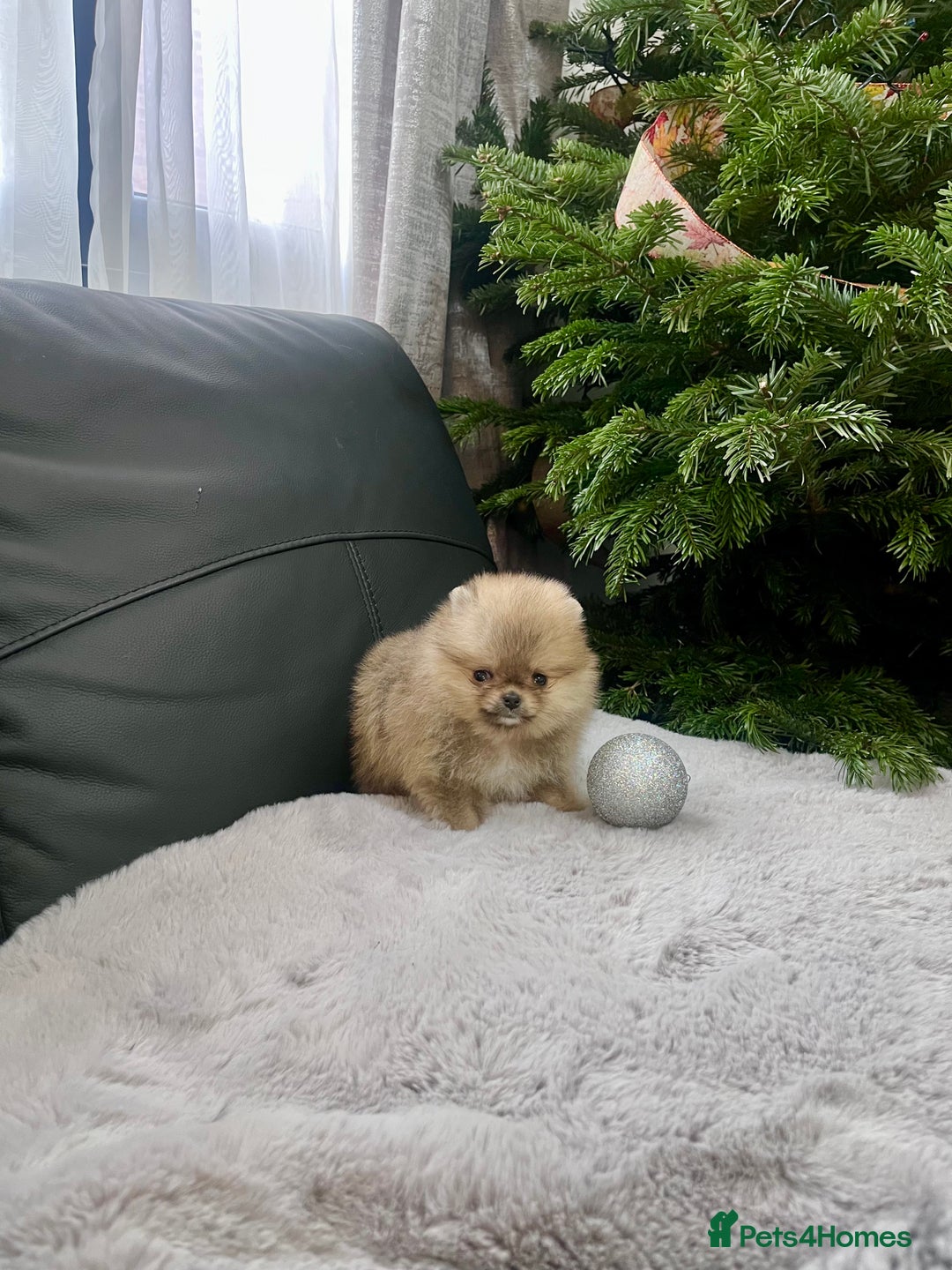 Pomeranian dogs for sale: 🔥Very Small 500gr.at 8weeks🐻Teddy Bear   - Advert 8
