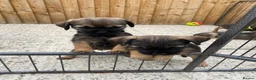 Border Terrier dogs for sale: ⭐️ KC BORDER TERRIERS, READY TO LEAVE NOW - Advert 7