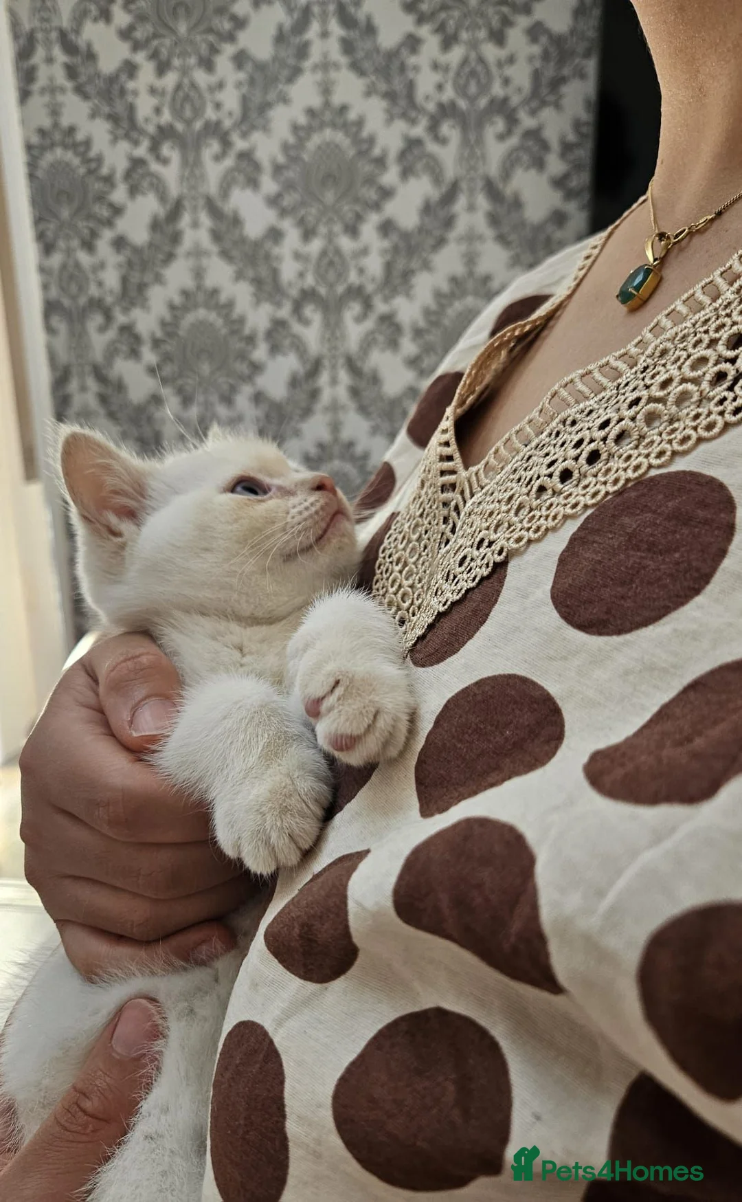 British Shorthair cats for sale: Blue eyes Flame Point British Shorthair kitten - Advert 1