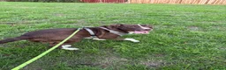 Mixed Breed dogs for sale: Puppy for sale in Peterborough - Advert 9