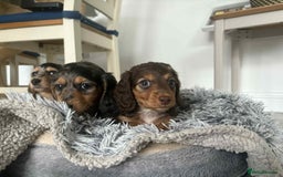 Miniature Dachshund dogs for sale: Long haired mini male dachshunds pups KC reg  - Image 10