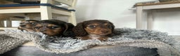 Miniature Dachshund dogs for sale: Last little long haired chocolate boy pup - Advert 11