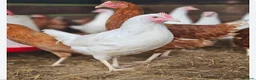 Chickens poultry for sale: Chicken, female all breeds - Advert 2