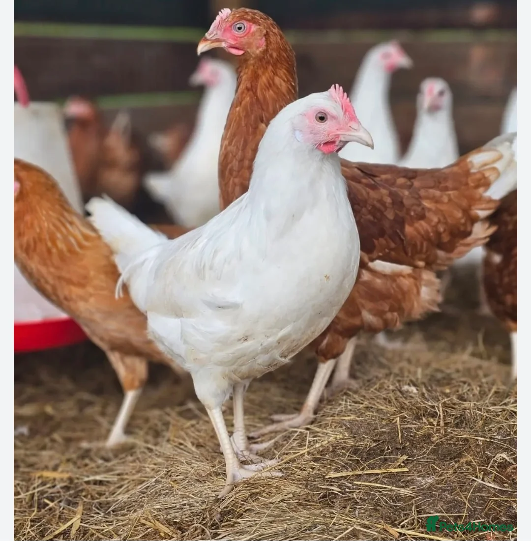 Chickens poultry for sale: Chicken, female all breeds - Advert 2
