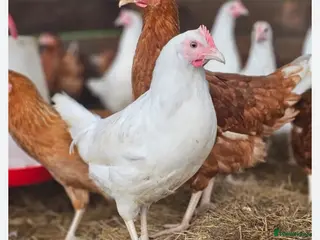 Chickens poultry Chicken, female all breeds - Advert 3
