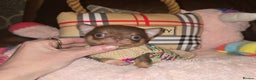 Chihuahua dogs for sale: XxQuality Chihuahua Chocolate Thai breeding pupsXx - Advert 25
