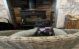 Pug dogs for sale: Superb Pug Puppies - ready now - Advert 3