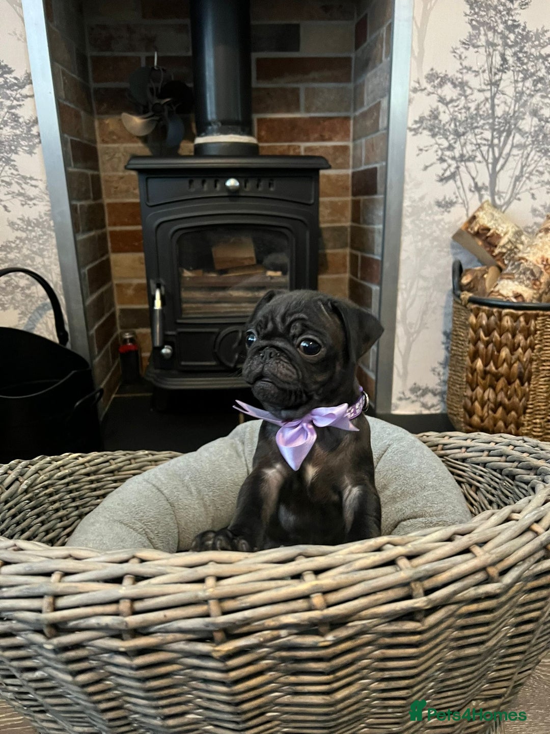 Pug dogs for sale: Superb Pug Puppies - ready now - Advert 3