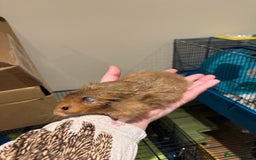 Hamster rodents for sale: Tame Pedigree HAMSTER SALE - ethically bred - Image 2