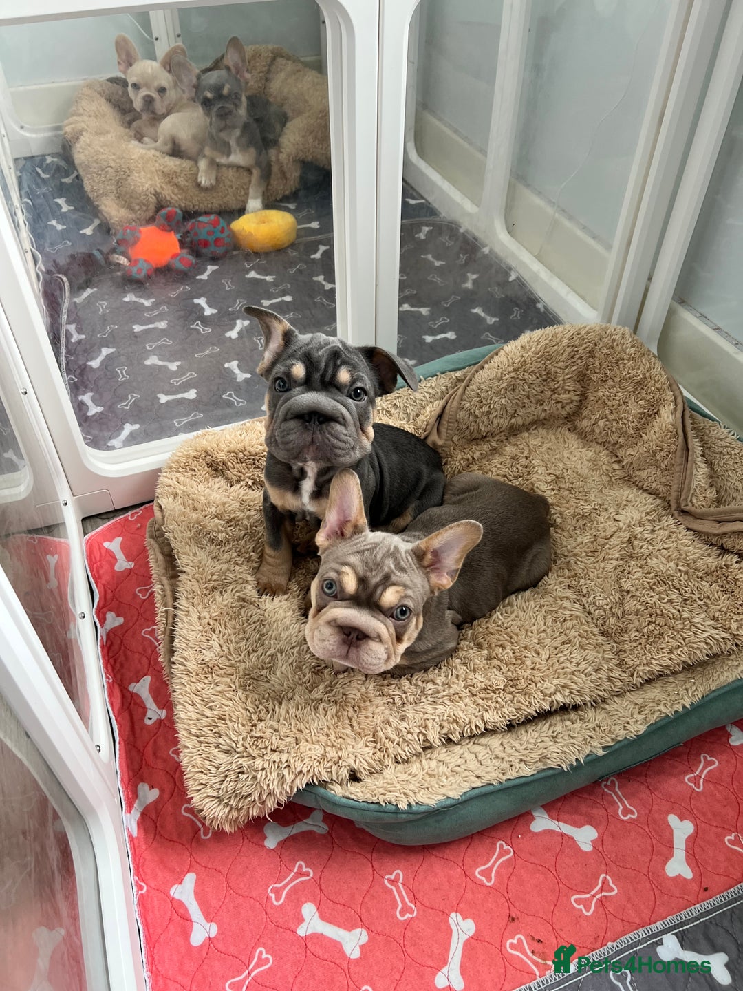 French Bulldog dogs for sale: Big Rope, Big Rope Fluffy & French Bullg - Advert 7