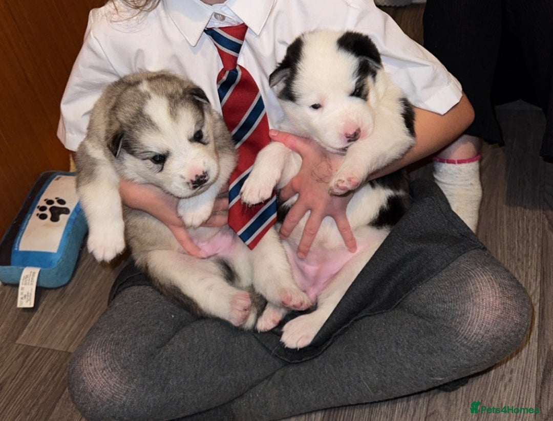 Siberian Husky dogs for sale: Husky Puppies – Ready 22/12/25 🐾  - Advert 7
