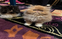 Persian cats for sale: Beautiful red/white pedigree Persian male kitten - Image 16