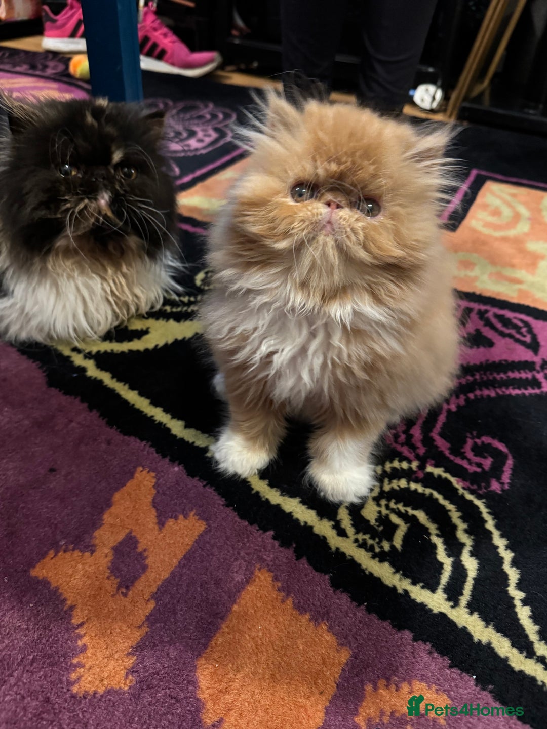 Persian cats for sale: Beautiful red/white pedigree Persian male kitten - Image 16