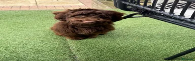 Cockapoo 5