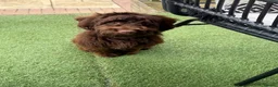 Cockapoo dogs for sale: Cockapoo for sale in Kilmarnock - Advert 3