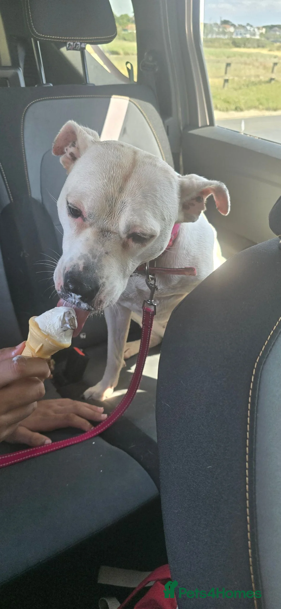 Staffordshire Bull Terrier dogs for sale: Urgent Rescue Sadie 3 years old - Advert 2