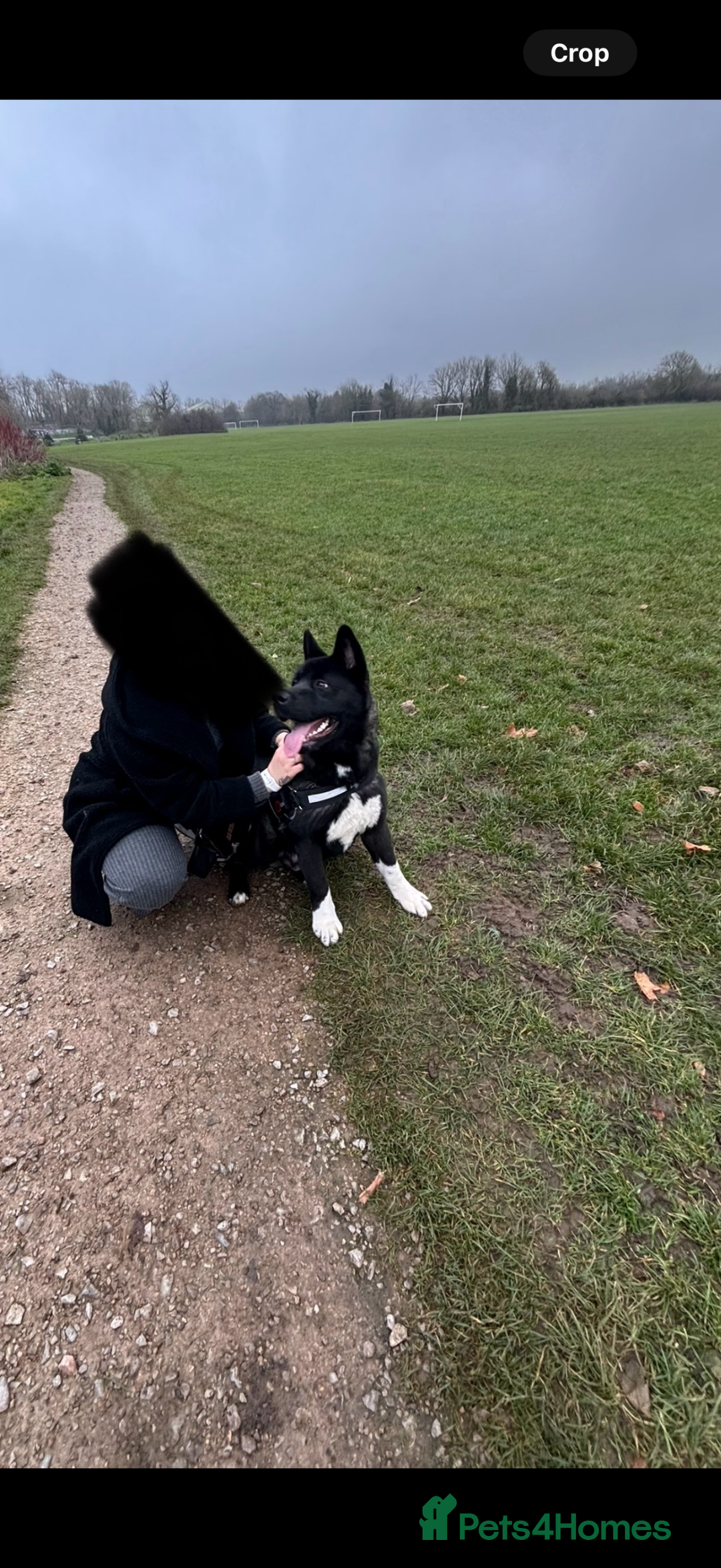 Akita dogs for sale: 18 month old male Akita for sale - Image 4