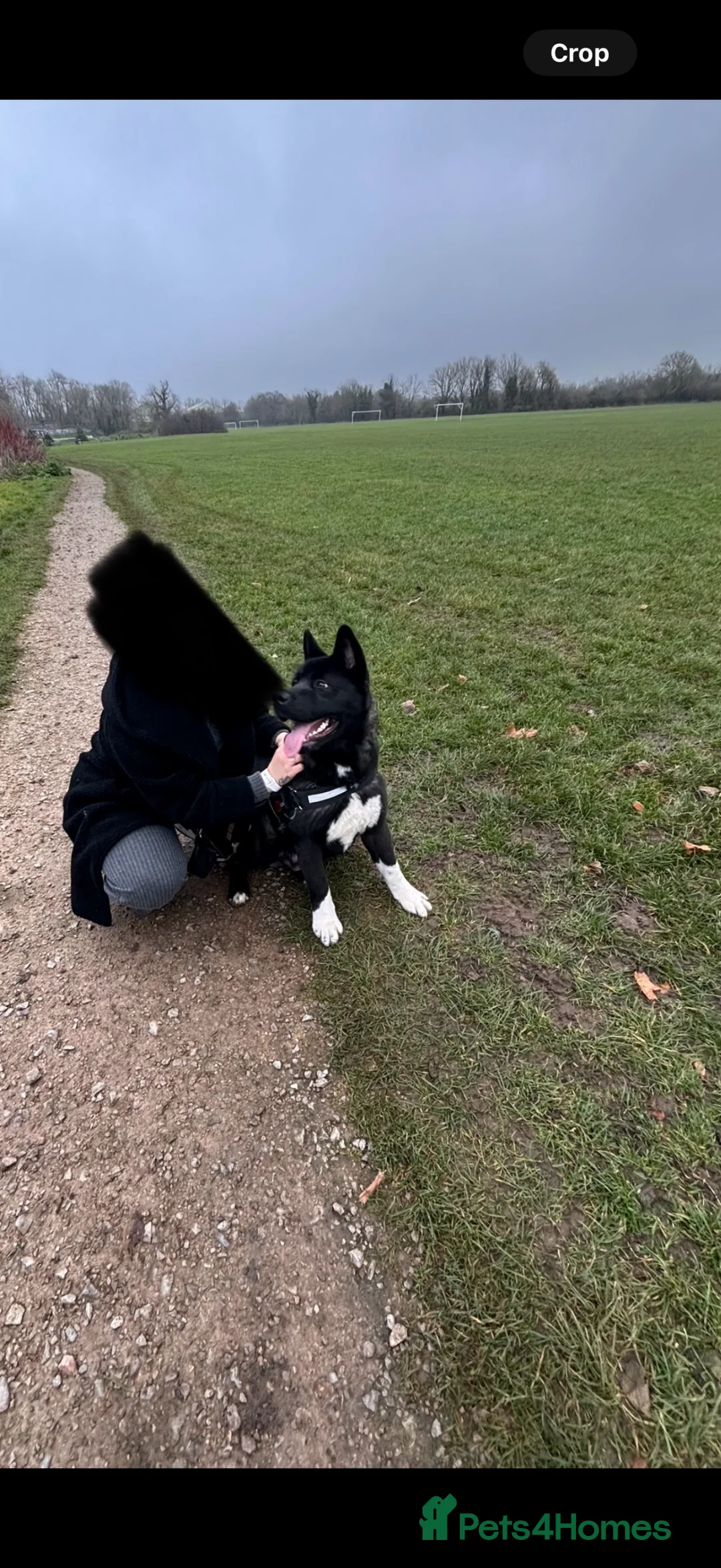 Akita dogs for sale: 18 month old male Akita for sale - Advert 4