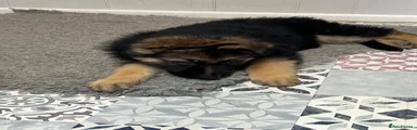 German Shepherd 1