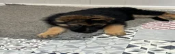 German Shepherd dogs for sale: Pure German Shepherd puppies  - Advert 14
