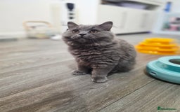 British Shorthair cats for sale: 1 beautiful girl ready NOW! British long hair  - Image 1