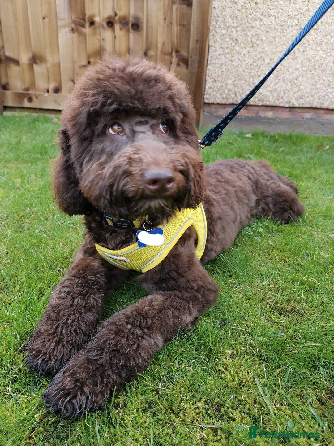 Australian Labradoodle dogs for sale: Extensively health tested Austrailian Labradoodles - Advert 32